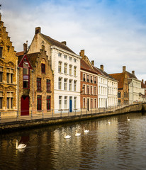 Swans passing by a canal in Bruges, Belgium