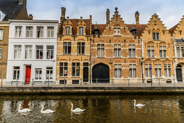 Fototapeta na wymiar Swans passing by a canal in Bruges, Belgium