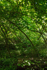 Obraz premium Chaotic Forest Branches Composition