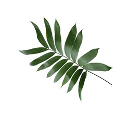 Fototapeta na wymiar green palm leaf isolated on white background with clipping path