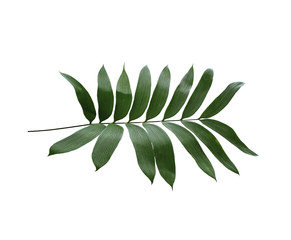 Fototapeta na wymiar green palm leaf isolated on white background with clipping path