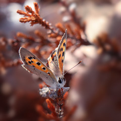 Butterfly on heather in sunlight