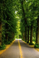 Path through the forest