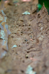 Tree Crust Tunnel From Inside Macro Detail