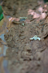 Tree Crust from Inside Macro Detail