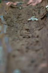Inside Tree Crust Macro Detail