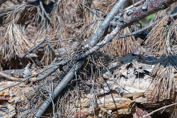 Dead European Black Pine Down
