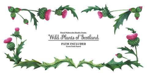 Head banner from thistles. Floral symbol of Scotland