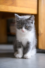 The lovely British cat kitten