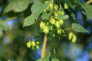 畑のホップ