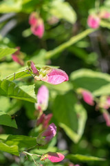 Pink Flower Detail