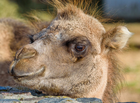 portrait of a camel close-up