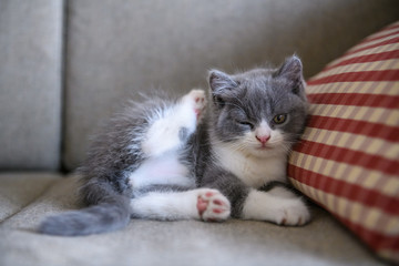 Fototapeta premium The lovely British cat kitten