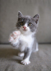 The lovely British cat kitten