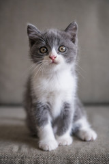 Fototapeta na wymiar The lovely British cat kitten