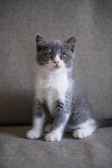 Fototapeta na wymiar The lovely British cat kitten