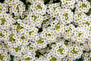 Small White Flowers Background Pattern
