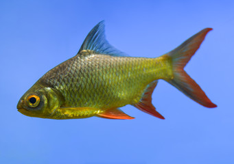 One leseticky Barbus red-tailed hawk floats in the aquarium water blue sky-blue
