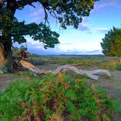 Summer sunset at Mogshade Pool in the New Forest National Park, Hampshire, UK