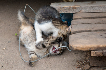 Stray Kittens Fighting Playfully