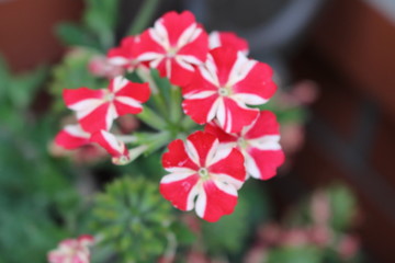 Bl&uuml;te wie ein Sahnebonbon