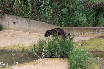 chien qui erre dans de l'eau souillée : molosse cane corso