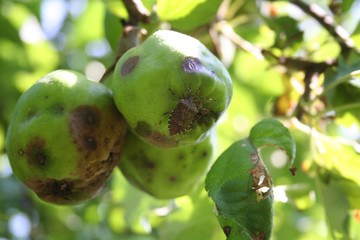 Brown Marmorated shield bug on apple fruit on tree in the orchard. Halyomorpha halys insect on...