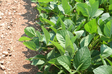 Green soybean field in summer in sunlight