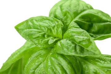 Fresh basil