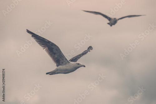 Couple Doiseaux Goéland En Vol En Noir Et Blanc Stock