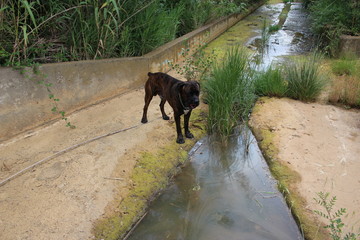 chien dans une marre boueuse : cane corso