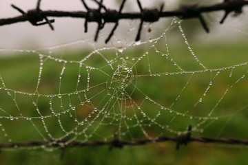 Spider Web with water drops close up