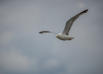 oiseau goéland en vol en été de face