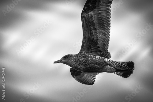 Oiseau Goéland En Noir Et Blanc De Profil Vole Dans L E Ciel