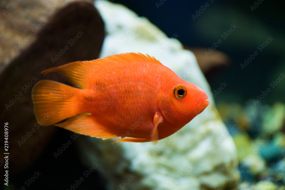 Wall mural Red parrot fish swims in a beautiful aquarium