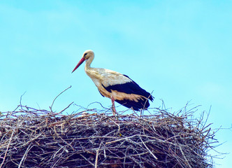 Stork nesting