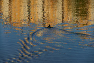 Duck sliding along the smooth surface of the river