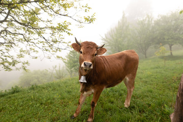 Cow on green grass and blue sky with light