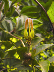 Obraz premium Ceropegia sp., Kaas, Satara district, Maharashtra, India