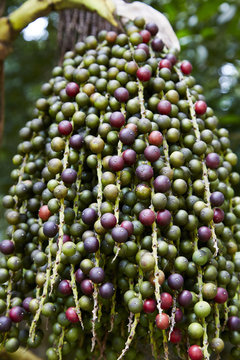 Palmfrucht