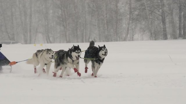 A team of four sled husky dogs participates in a race