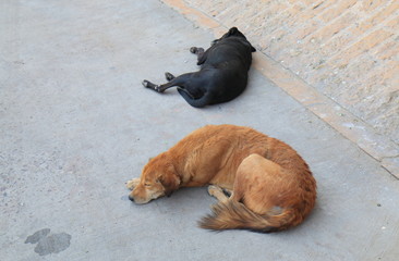 Stray dog sleeping on street Jodhpur India