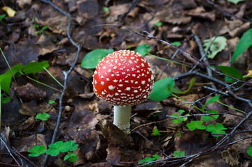mushroom in Russian forest