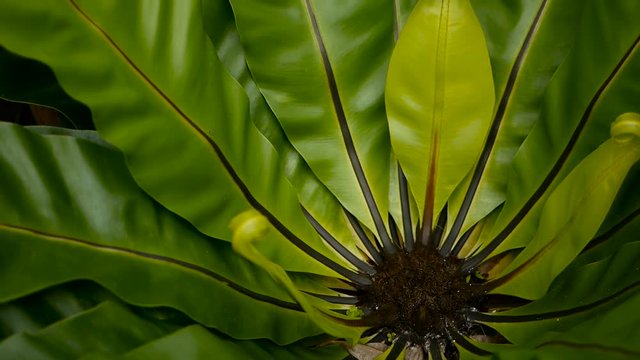 Bird's Nest fern, Asplenium nidus. Wild Paradise rainforest jungle plant as natural floral background. Abstract texture close up of fresh exotic tropical green fresh curly leaves in fantasy dark woods