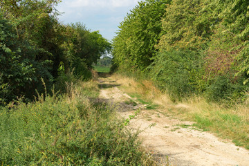 Pfad in der Natur zwischen Bäumen