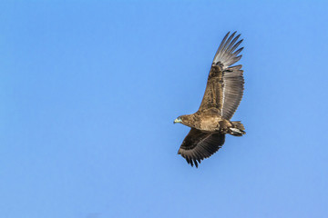Bateleur Eagle in Kruger National park, South Africa ; Specie Terathopius ecaudatus family of Accipitridae