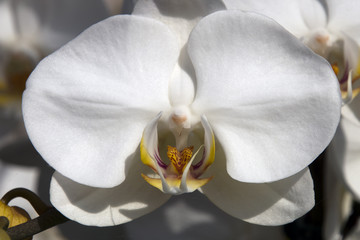 Fototapeta na wymiar Sydney Australia, close-up of a single flowering white moth orchid