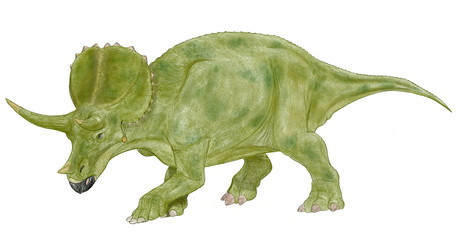 トリケラトプス成体オリジナルイラスト画像。白亜紀後期の角竜類で雑食性。収斂進化としては現代のサイがあげられる。大型であり、長寿である。さまざまな個体変異がある。角竜類では人気のある恐竜です。