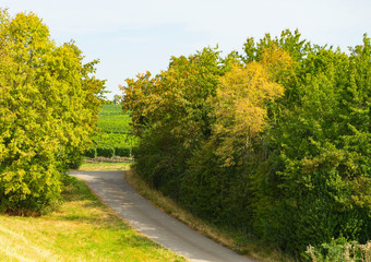 Obraz premium Wanderweg neben Bäumen im Hintergrund Weinreben