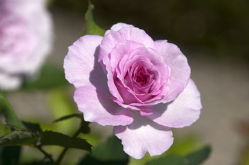 Sydney Australia, pink flower of the Bonnie Babe rose